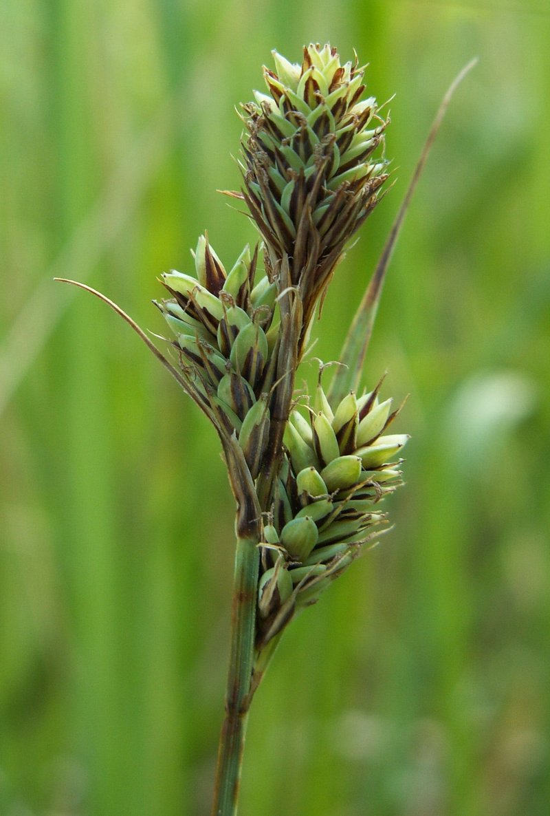 Buxbaum's Sedge
