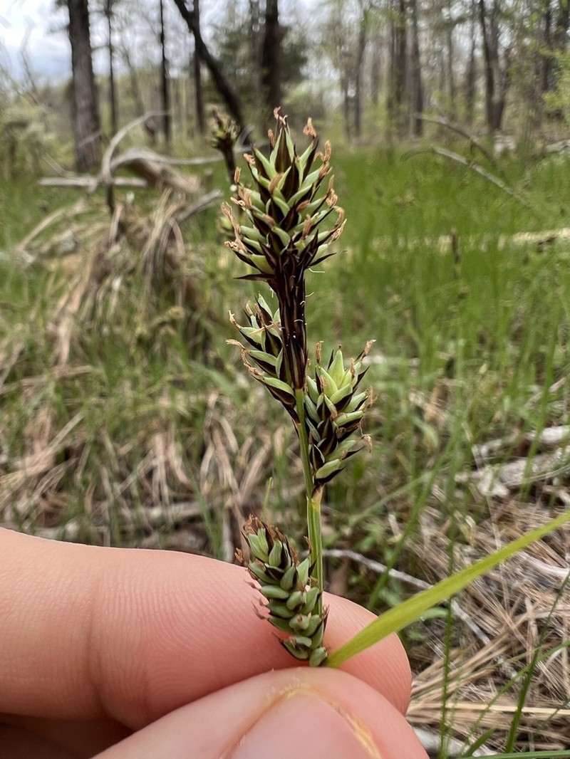 Buxbaum's Sedge photo 3