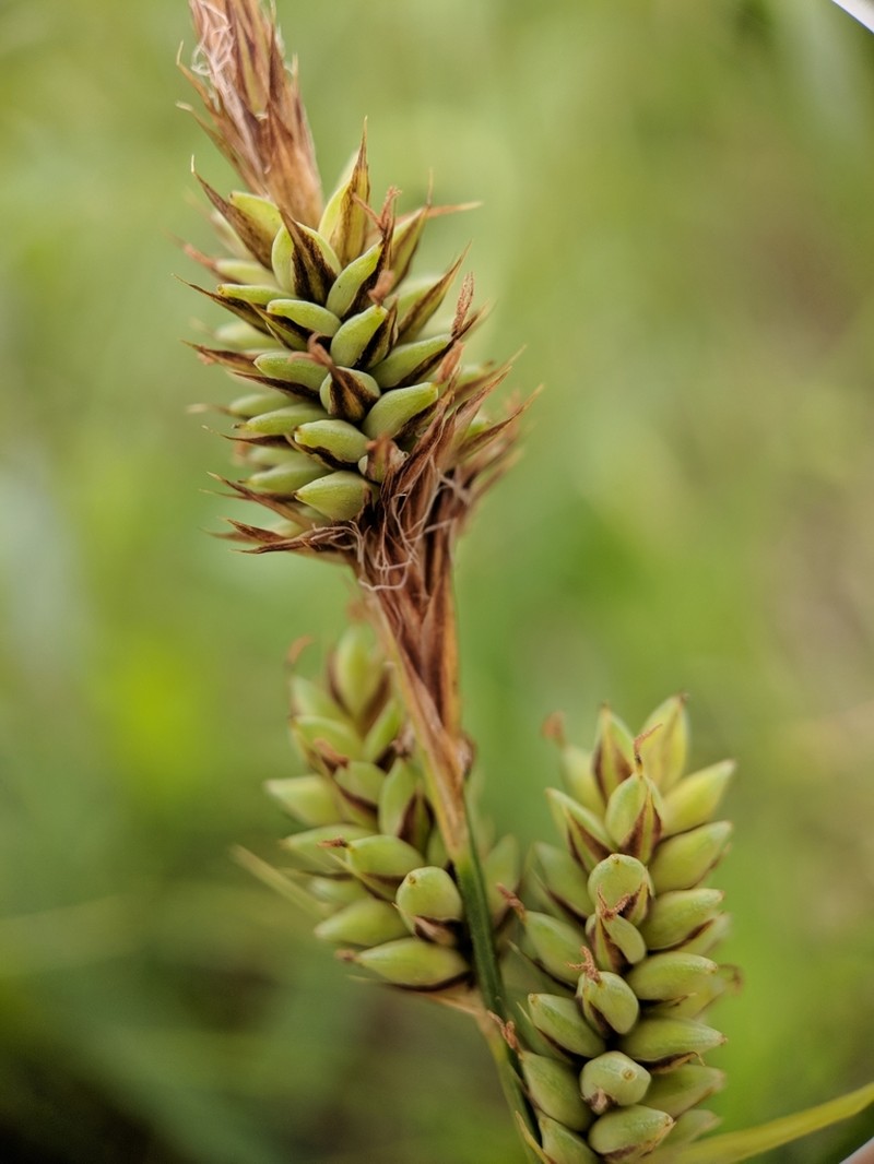 Buxbaum's Sedge photo 4