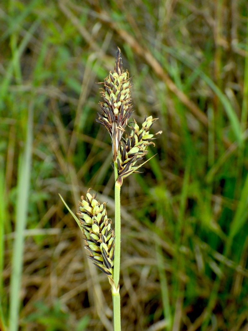 Buxbaum's Sedge photo 5
