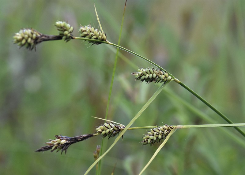 Buxbaum's Sedge photo 6