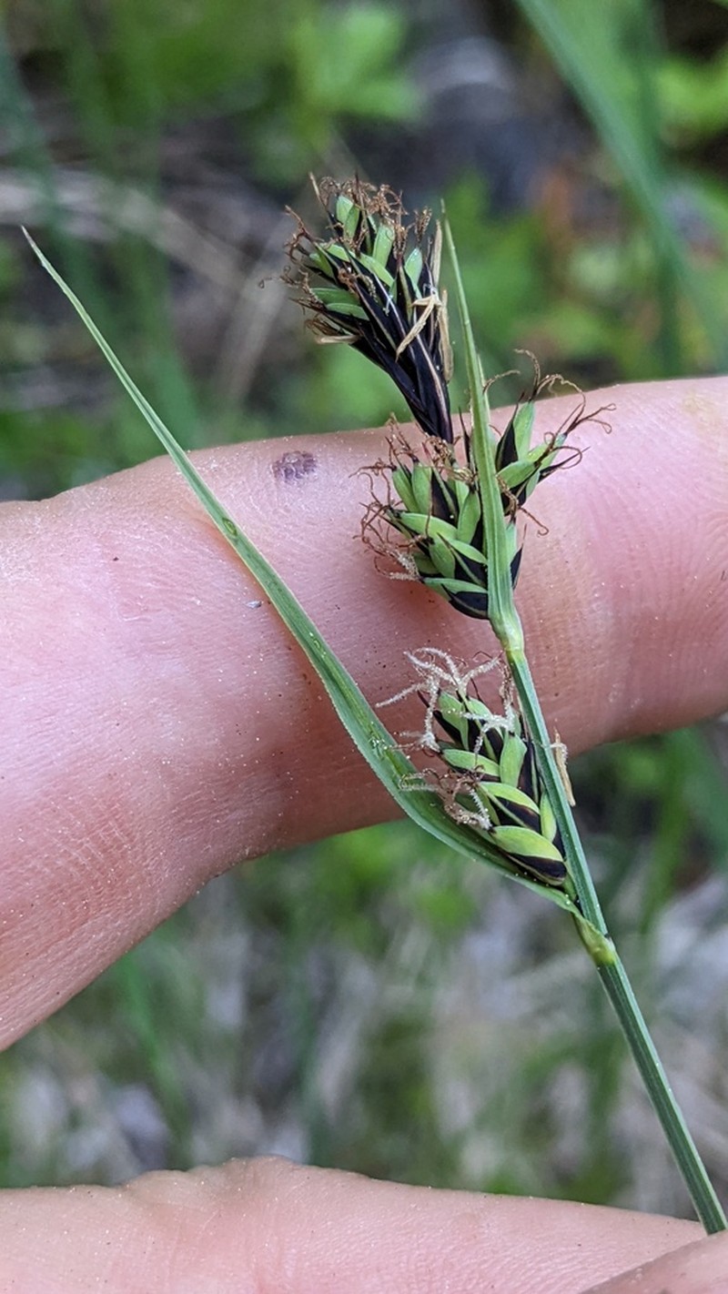 Buxbaum's Sedge photo 7