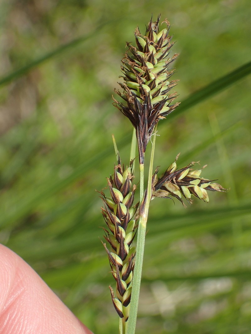 Buxbaum's Sedge photo 8
