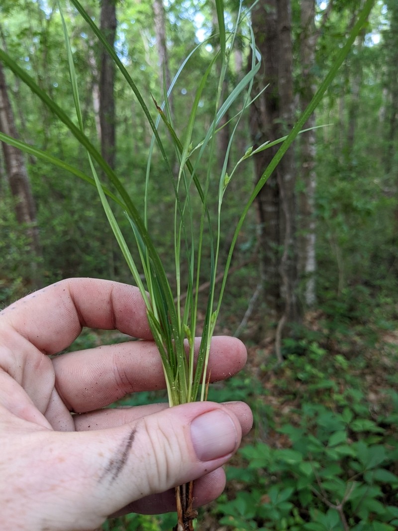 Calcium-Hating Sedge photo 2