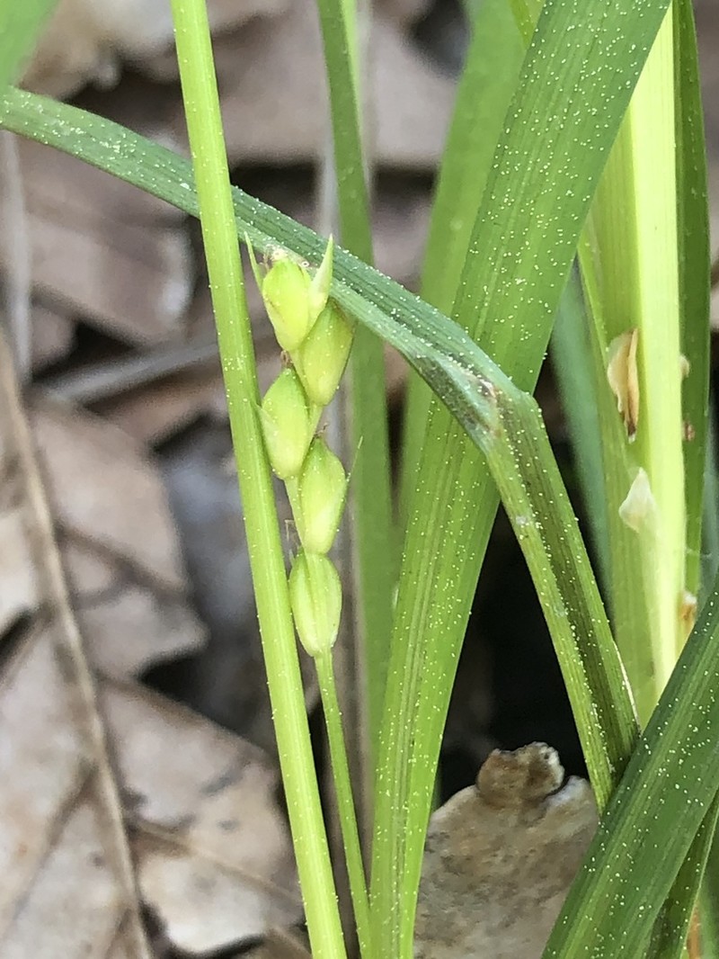 Calcium-Hating Sedge photo 4