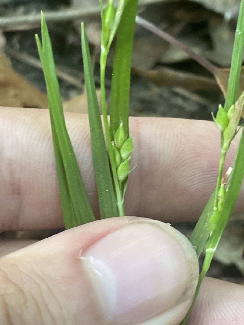 Calcium-Hating Sedge photo 6