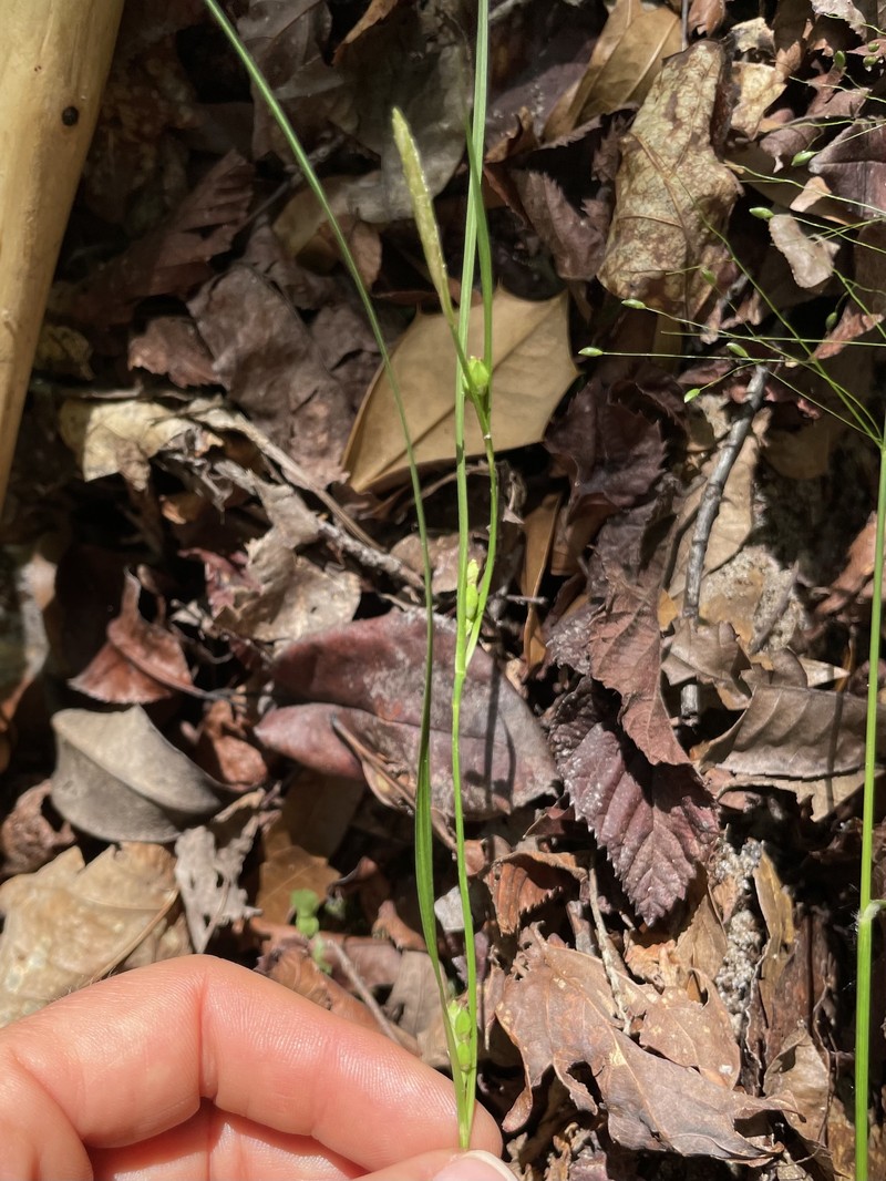 Calcium-Hating Sedge photo 8