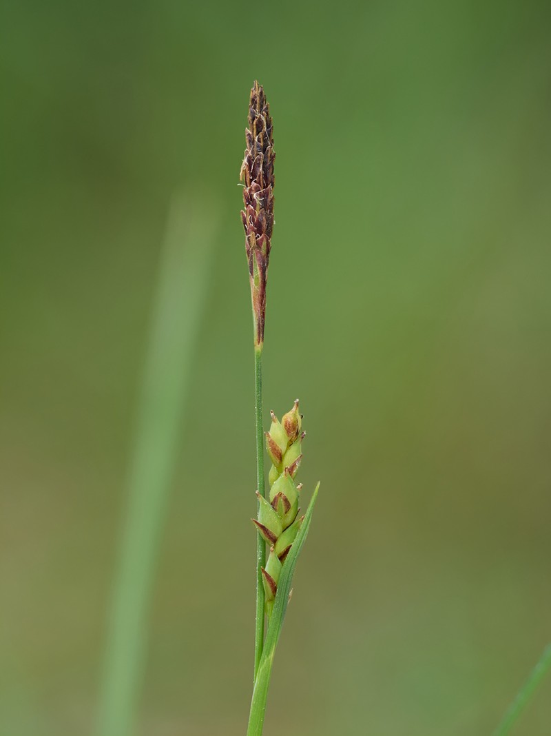 California Sedge photo 2