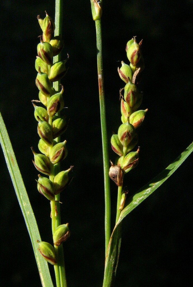 California Sedge photo 3