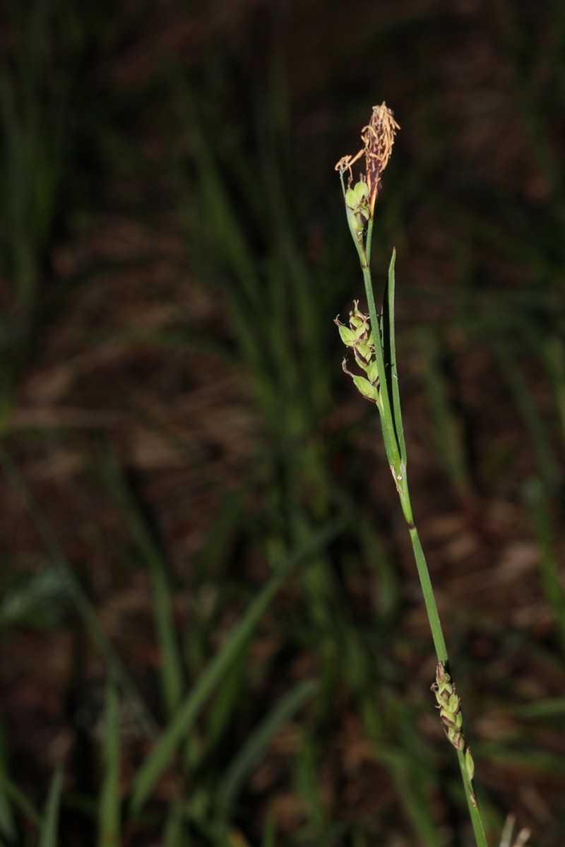California Sedge photo 4