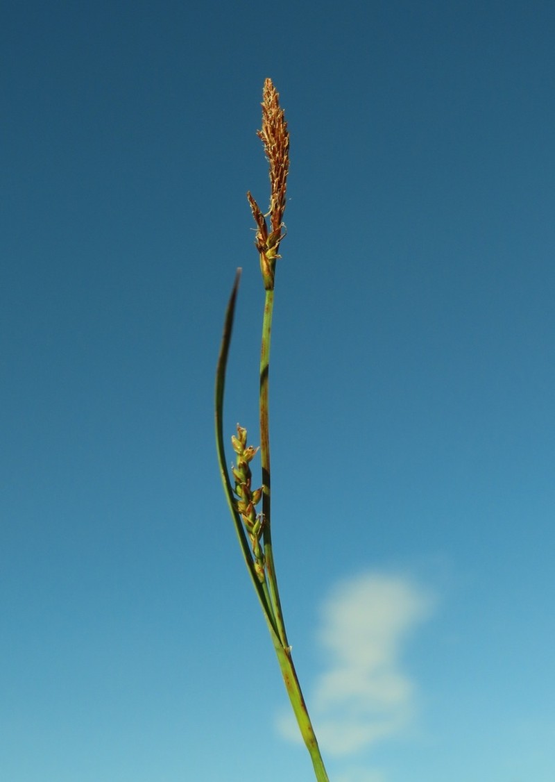 California Sedge photo 5