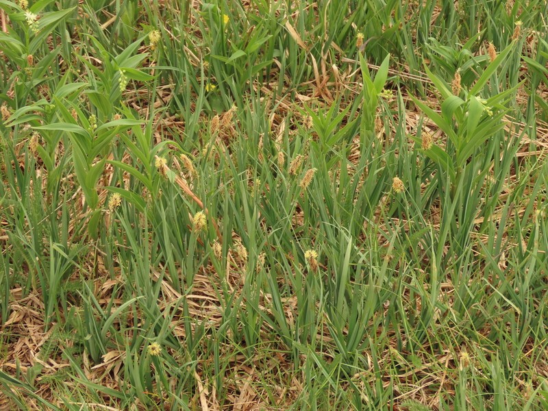 California Sedge photo 6