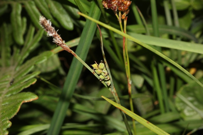 California Sedge photo 7