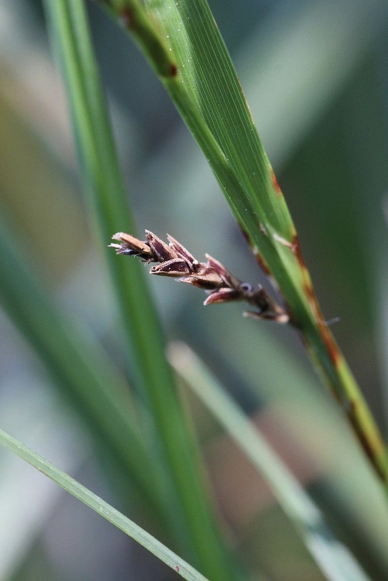 California Sedge photo 8