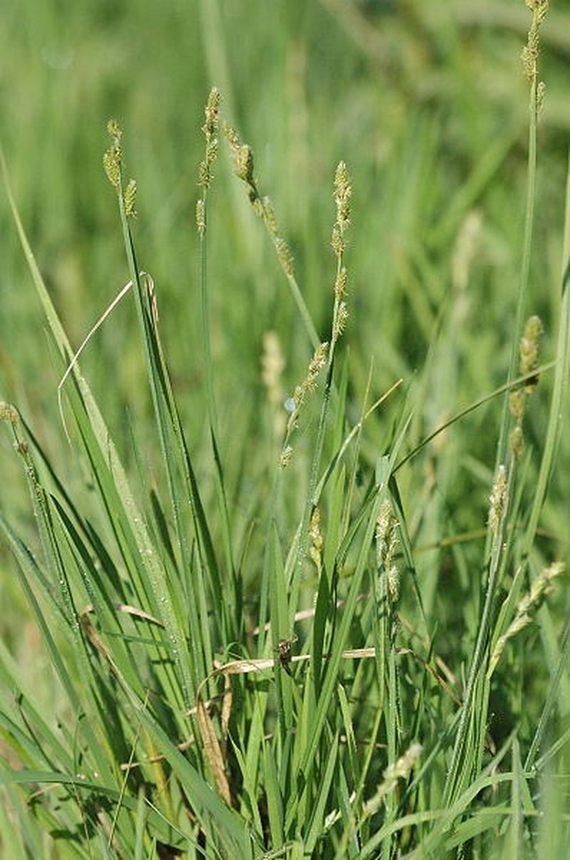 Silvery Sedge