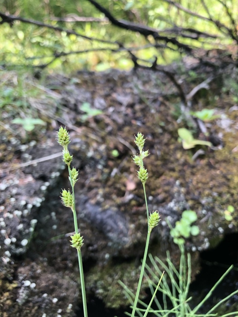 Silvery Sedge photo 3