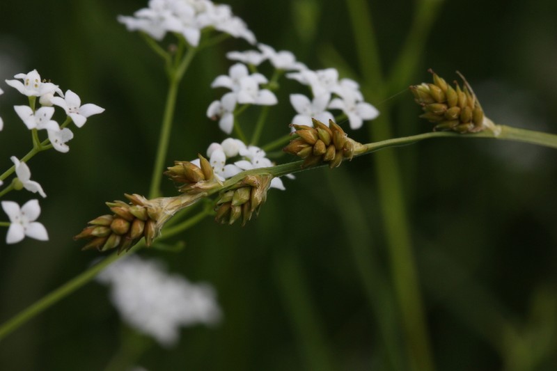 Silvery Sedge photo 4