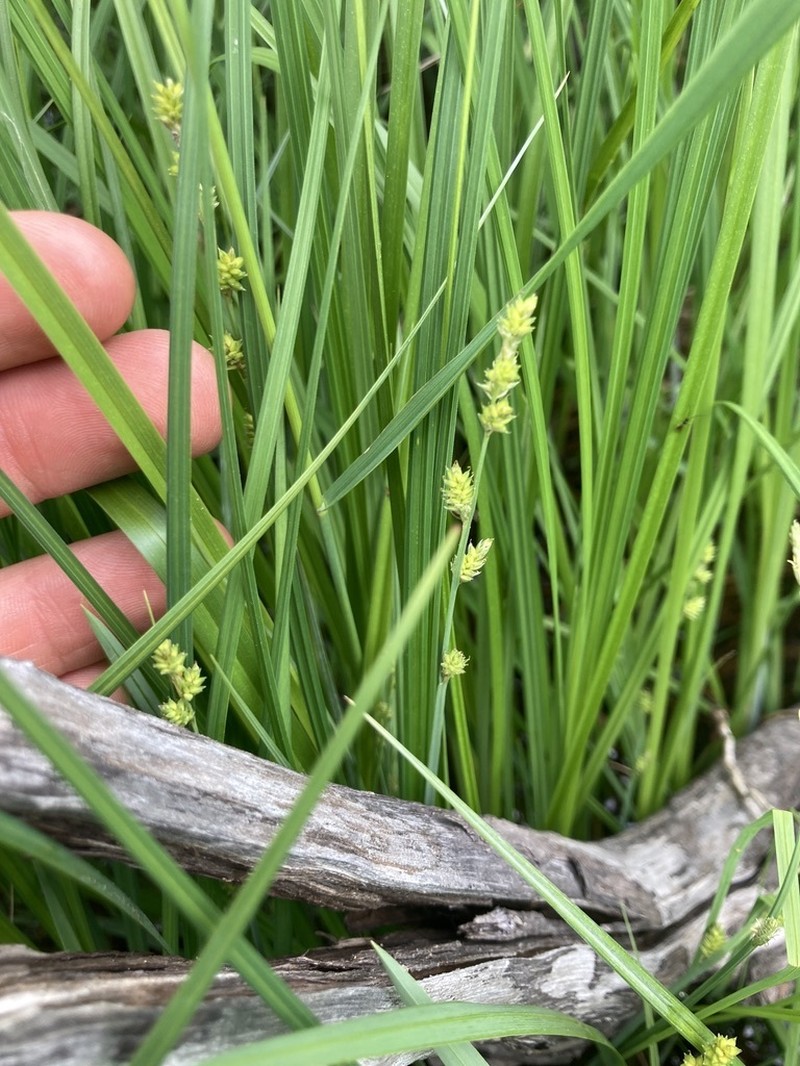 Silvery Sedge photo 5