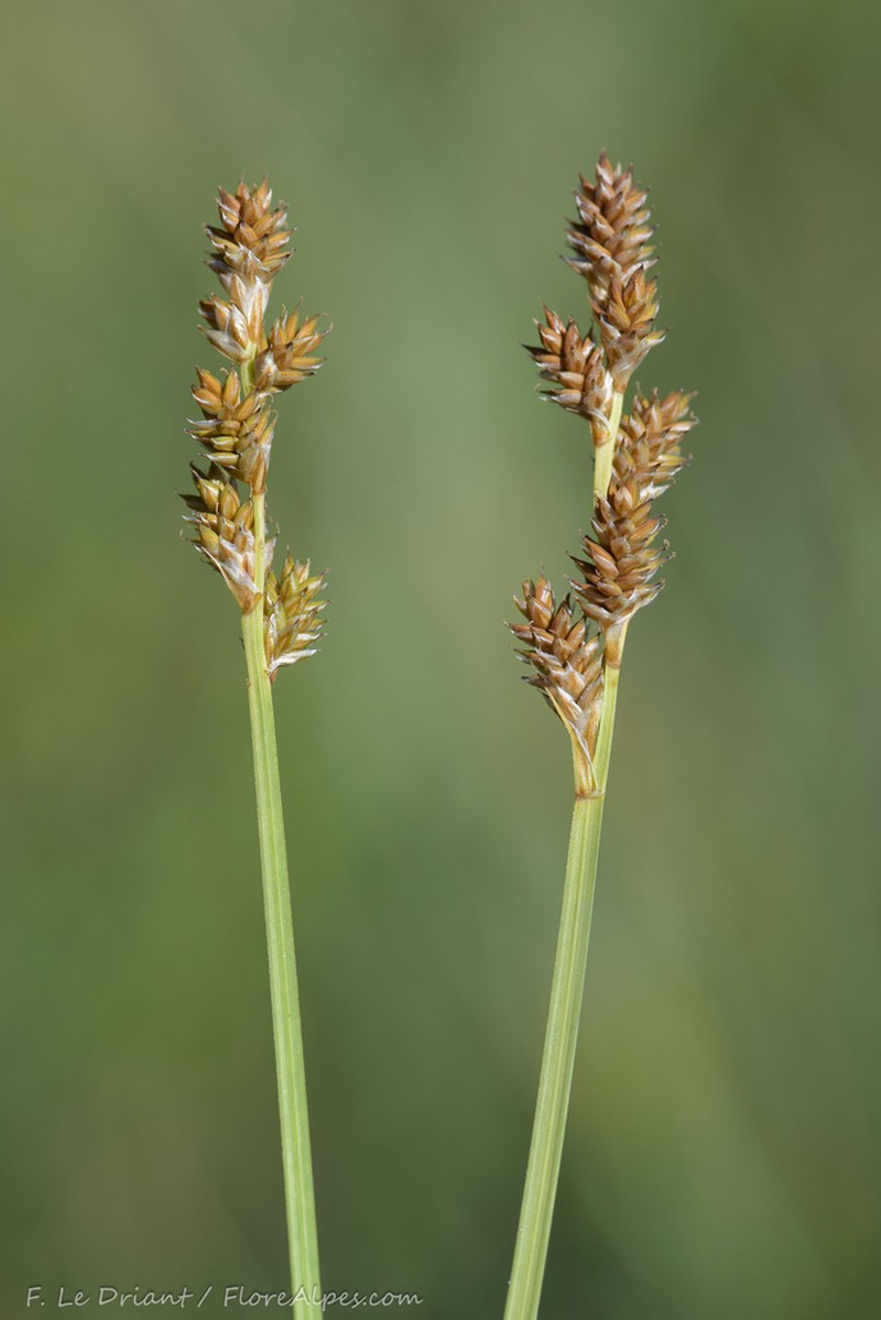 Silvery Sedge photo 6