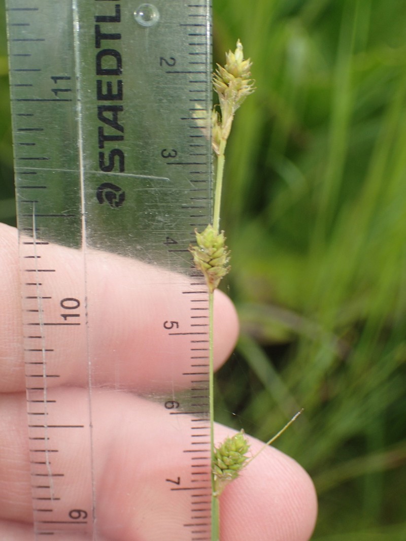 Silvery Sedge photo 7