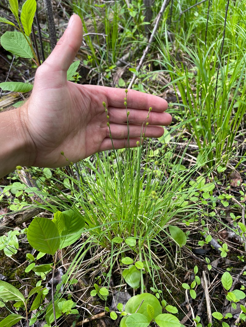 Carex canescens subsp. canescens
