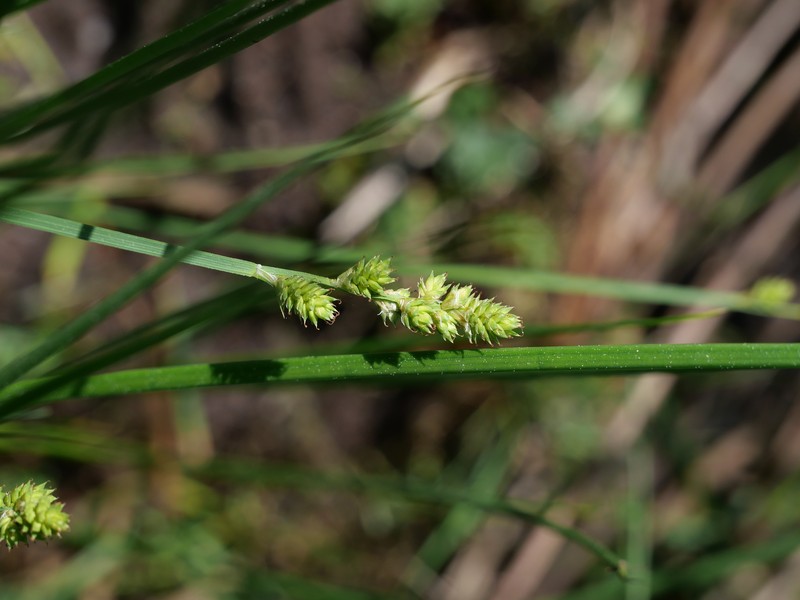 Carex canescens subsp. canescens photo 2