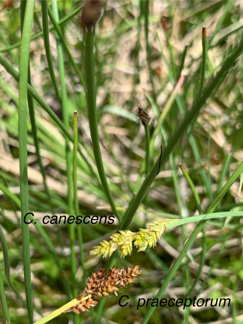Carex canescens subsp. canescens photo 3