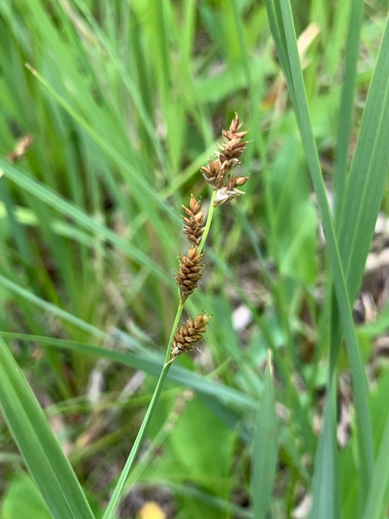 Carex canescens subsp. canescens photo 4