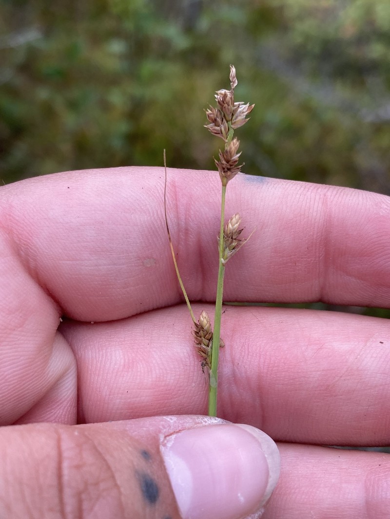 Carex canescens subsp. canescens photo 5