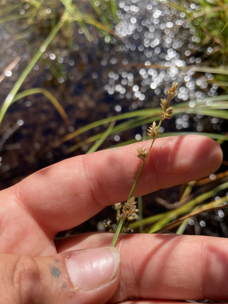Carex canescens subsp. canescens photo 6