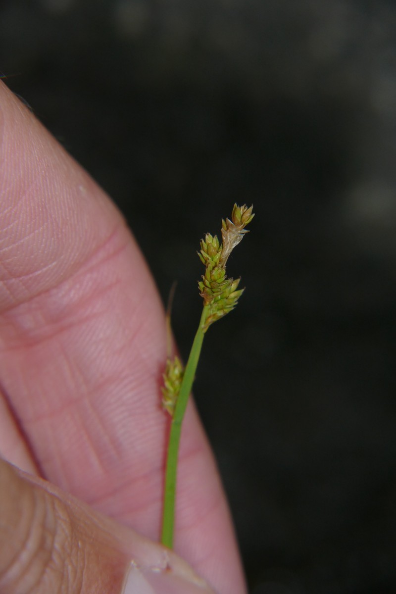 Carex canescens subsp. canescens photo 7