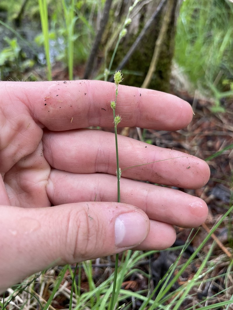 Carex canescens subsp. canescens photo 8