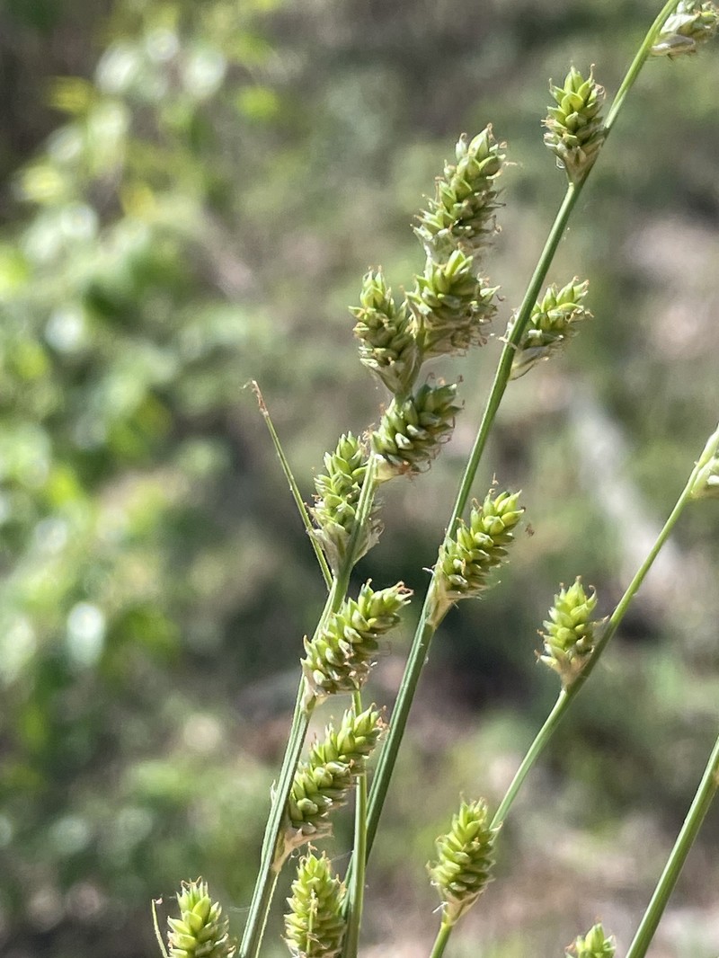 Carex canescens subsp. disjuncta