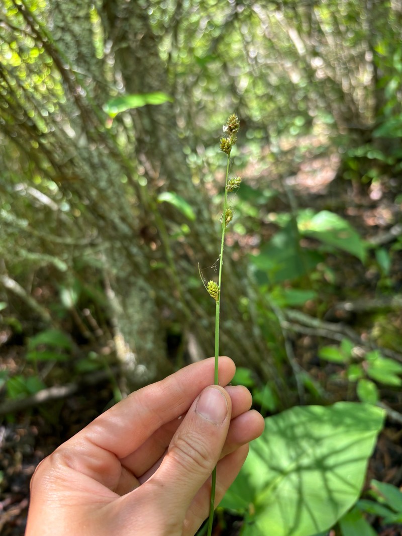 Carex canescens subsp. disjuncta photo 2