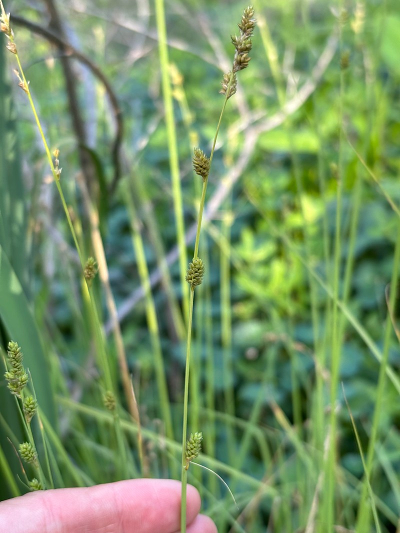 Carex canescens subsp. disjuncta photo 3