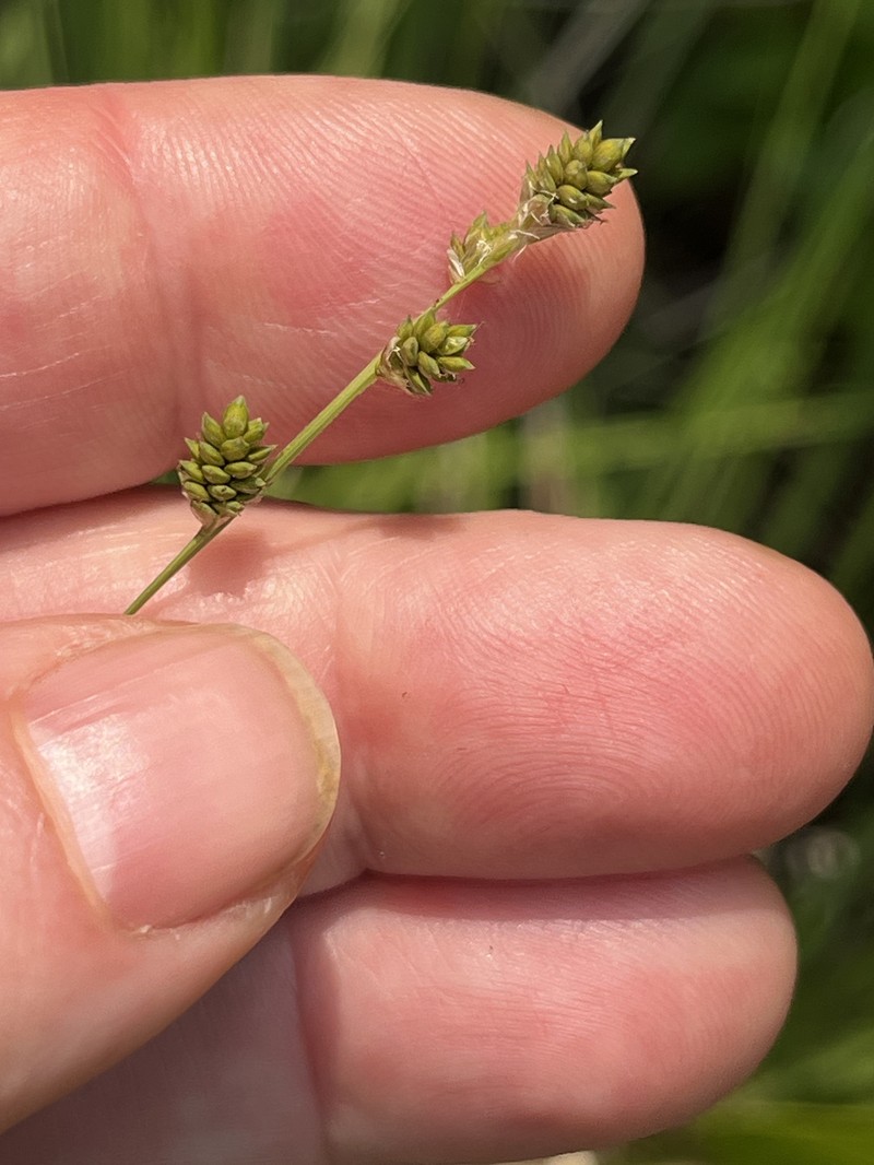 Carex canescens subsp. disjuncta photo 4