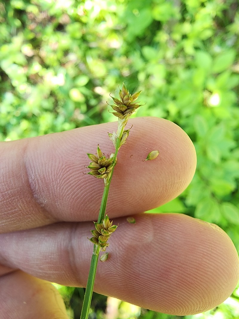 Carex canescens subsp. disjuncta photo 5