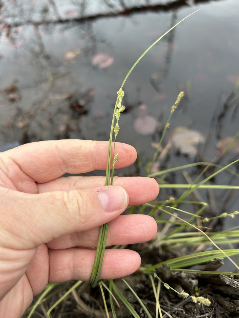 Carex canescens subsp. disjuncta photo 6