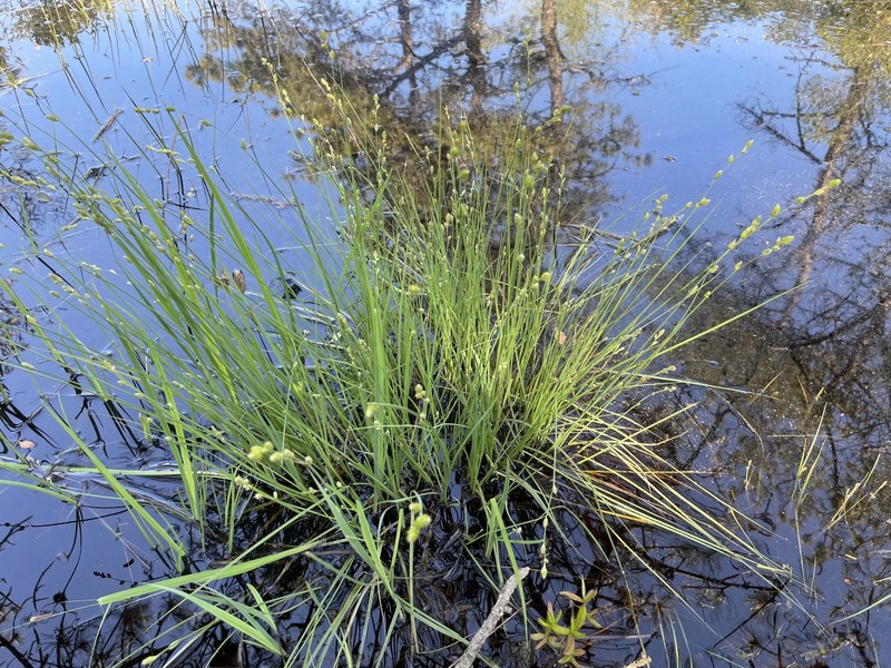 Carex canescens subsp. disjuncta photo 7