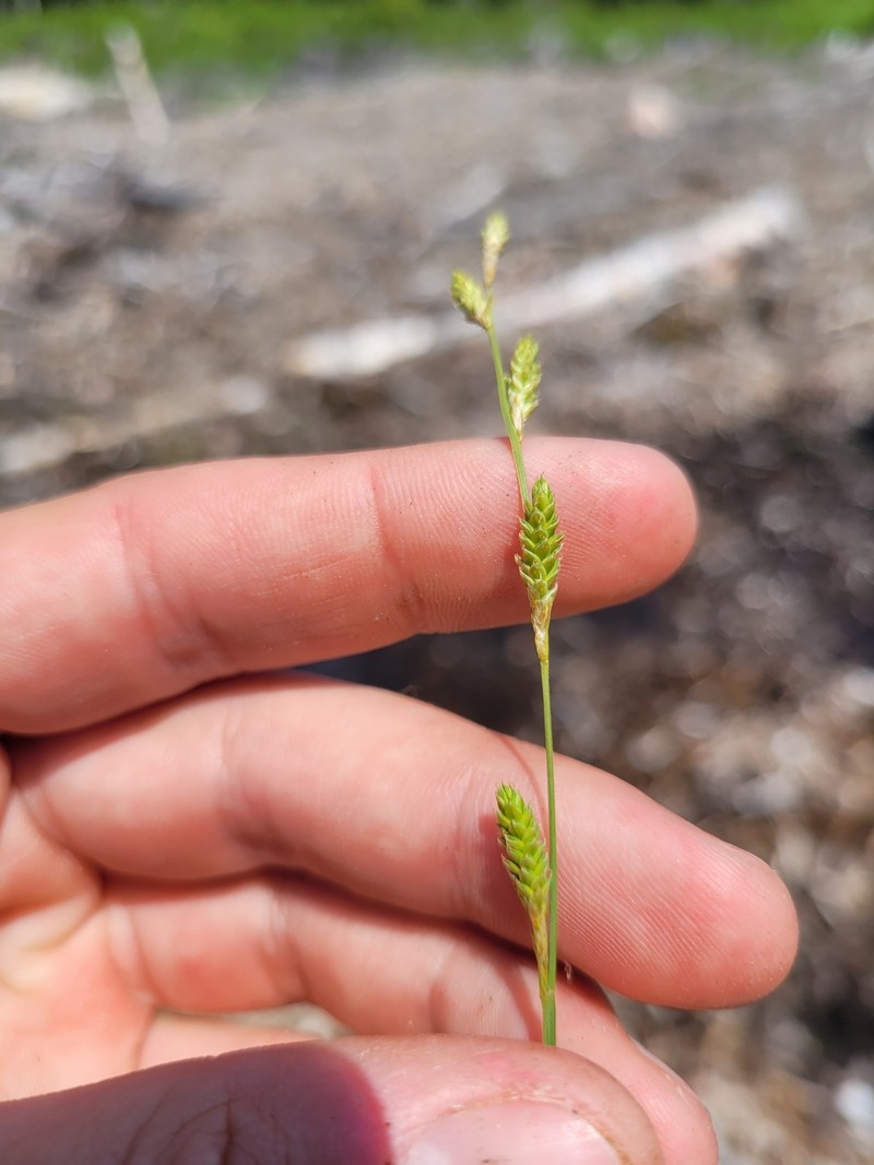 Carex canescens subsp. disjuncta photo 8