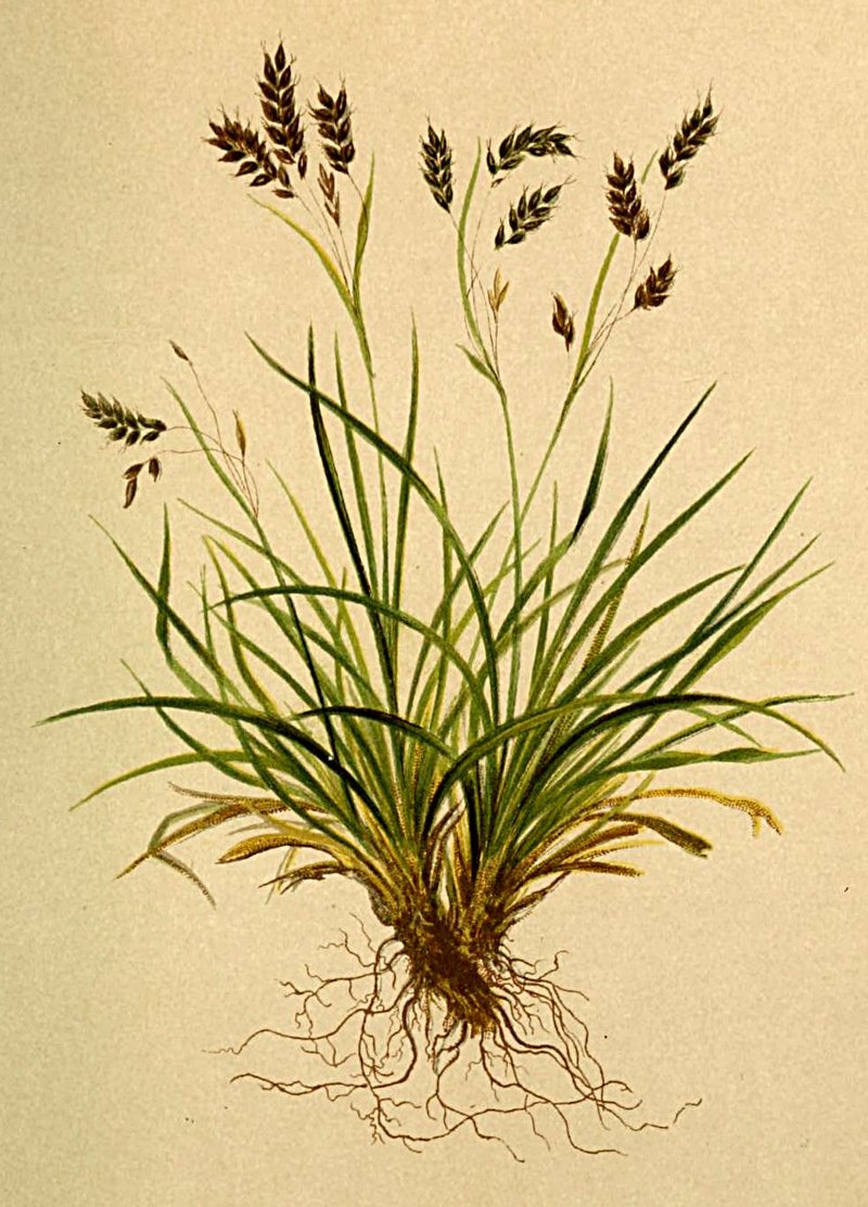 Hair-Like Sedge