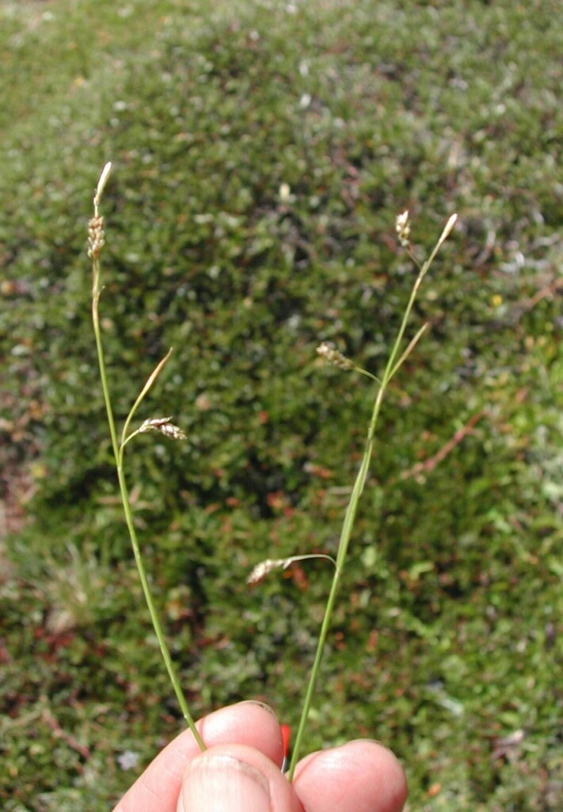 Hair-Like Sedge photo 3