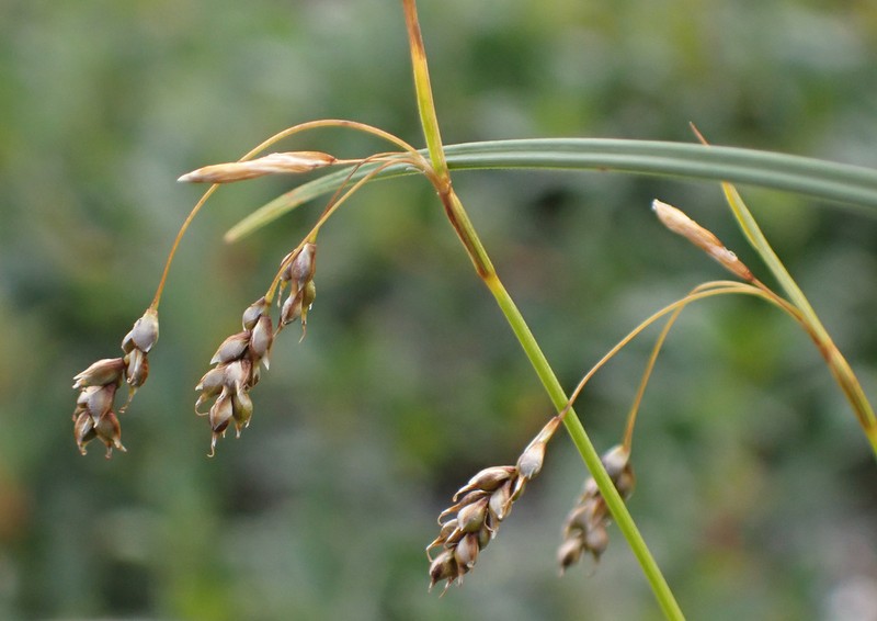 Hair-Like Sedge photo 4
