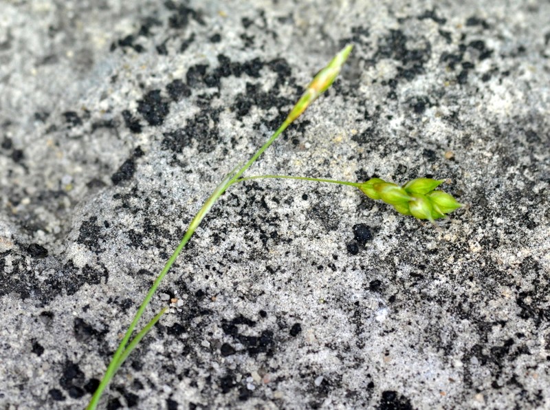 Hair-Like Sedge photo 5