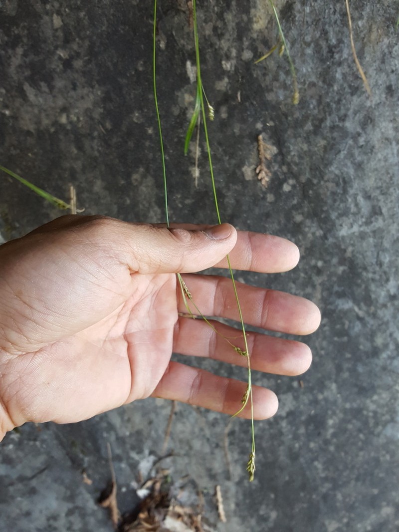 Hair-Like Sedge photo 6