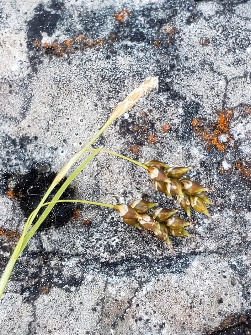 Hair-Like Sedge photo 7