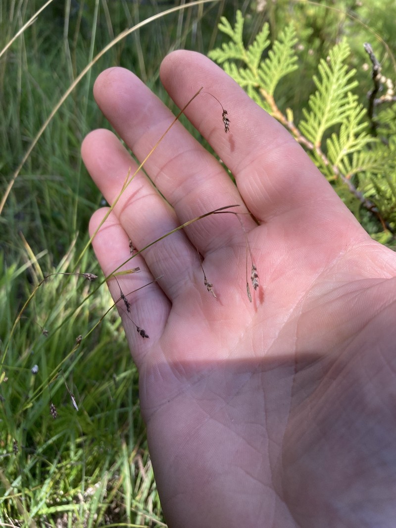 Tioga Pass Sedge