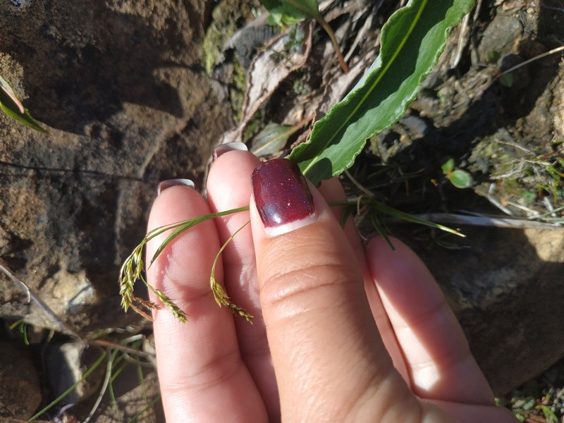 Carex capillaris subsp. fuscidula