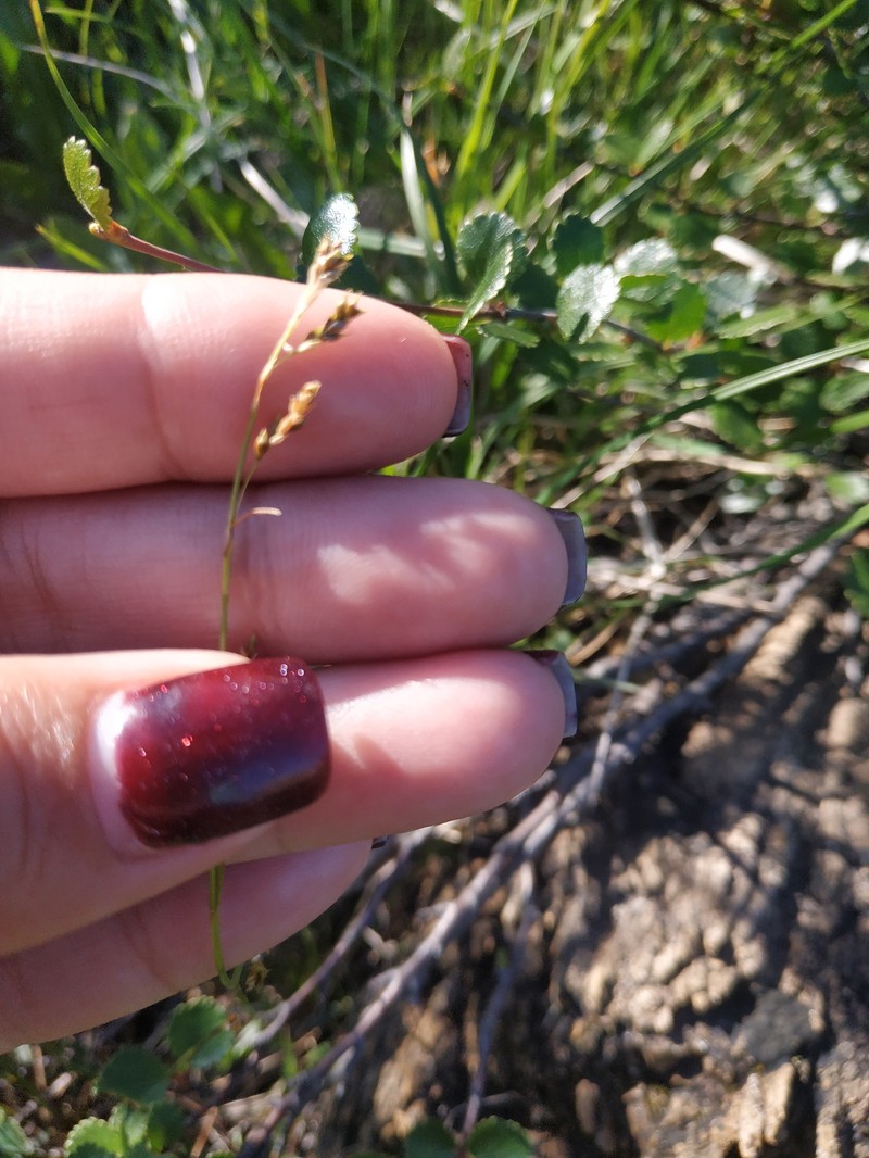 Carex capillaris subsp. fuscidula photo 2