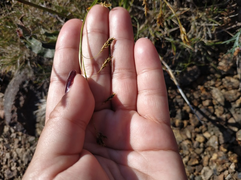 Carex capillaris subsp. fuscidula photo 3